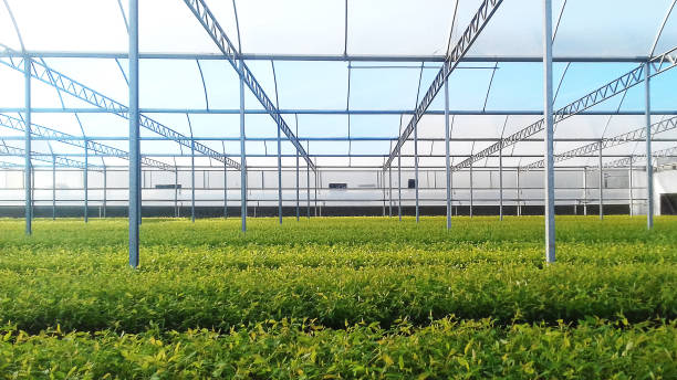 istock Reforestation eucalyptus in the greenhouse growing 1294938919