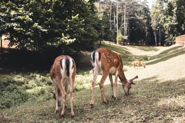 istock Sika deer female eating grass 1294938983