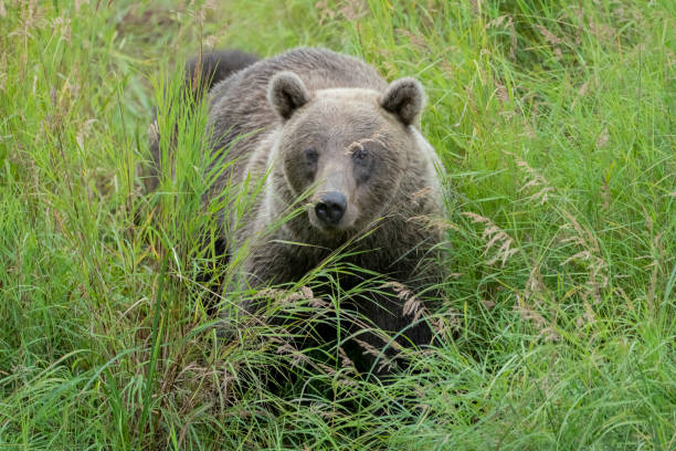 istock Large female Brown Bear (Grizzly) walking through tall grass in Alaska 1294939230