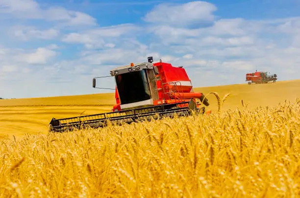 Photo of Stock Photo of Combine Harvesting Integral Silage in Summer