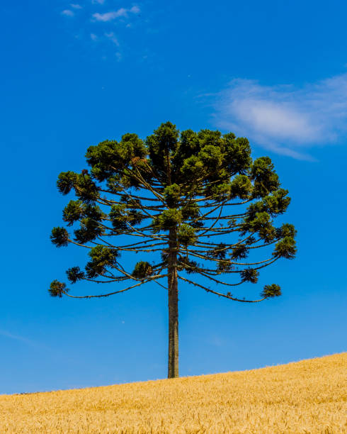 kiefer in einem weizenfeld araucaria - nadelbaum stock-fotos und bilder