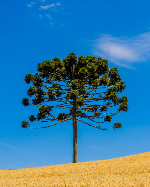 Pine Tree in a Wheat Field Araucaria A solitary araucaria in a wheat field coniferous tree stock pictures, royalty-free photos & images