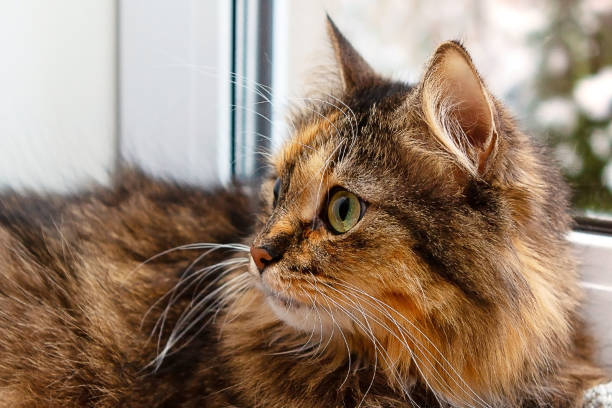 istock Adorable cat at the window on a winter background, close-up. 1294940237