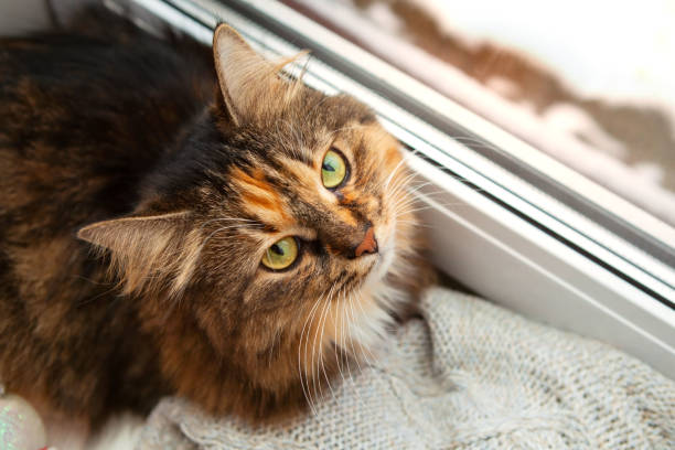 istock Adorable cat at the window on a winter background, close-up. 1294940245