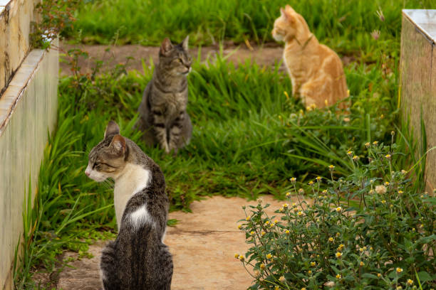 istock Abandoned cat. Street animal. 1294941178