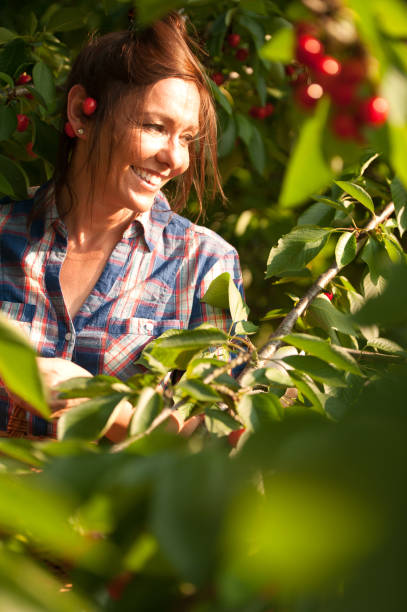 istock Woman Picking Cherries in her Orchard 1294944330