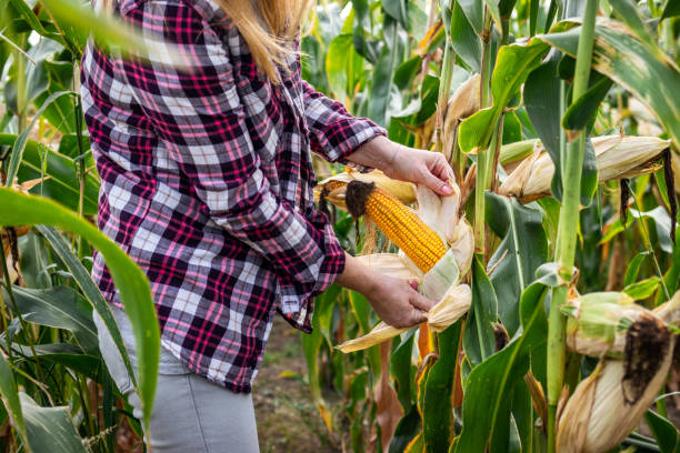 istock Woman peeling corn cob in field 1294945933