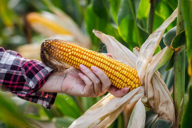 istock Farmer inspecting corn cob in field. Agricultural activity and quality control 1294945955