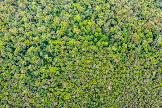 istock High angle view of eucalyptus forest, nature background with copy space 1294946180
