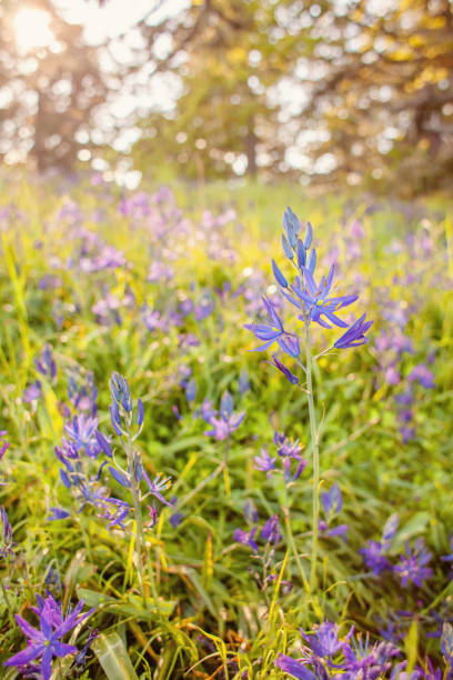 istock Wildflowers in Victoria, BC 1294946798