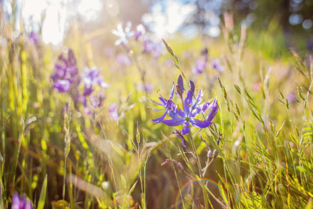 istock Wildflowers in Victoria, BC 1294946804