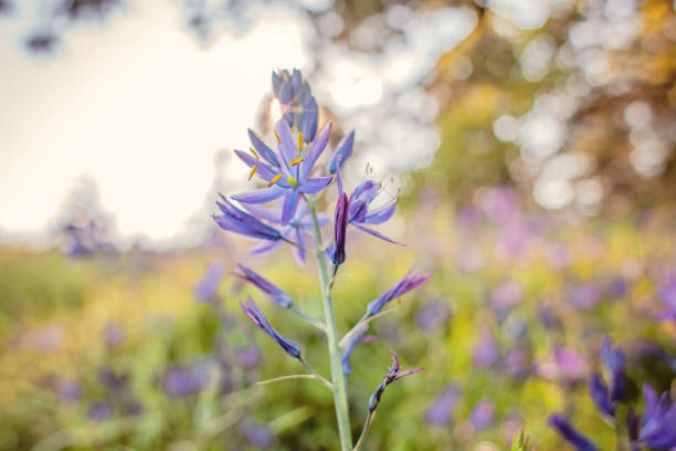 istock Wildflowers in Victoria, BC 1294946813