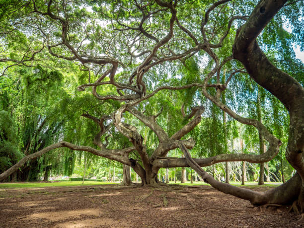 istock Beautiful image of old banyan tree with long branches and thick roots 1294946904