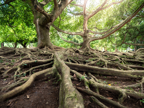 Beautiful phoot of old ficus tree with powerful root system covering the ground