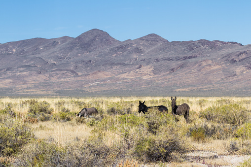 Wild burros just north of the Sheldon National Wildlife Refuge, in north western Nevada alongside highway 140
