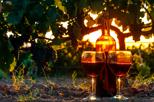 Wine bottle and glasses under the grape vine. in Bozcaada, Turkey.