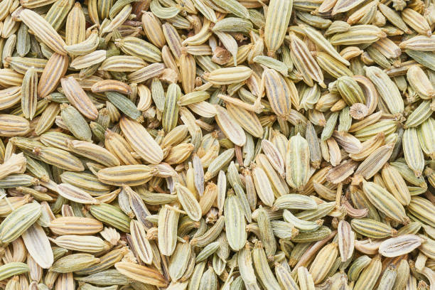 fennel seeds background. food background, top view. selective focus - ingredient fennel food dry imagens e fotografias de stock