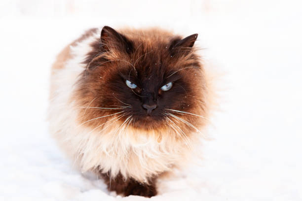 istock Homeless severe cat sitting in a snow 1294951680