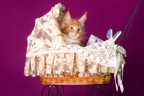 istock A nice red and white maine coon kitten. 1294952444