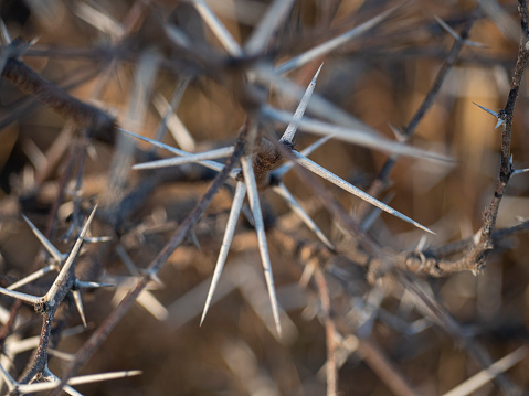 Plant texture with dry thorns.