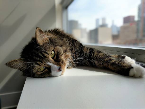 istock You Like Sunbathing Too? 1294956096