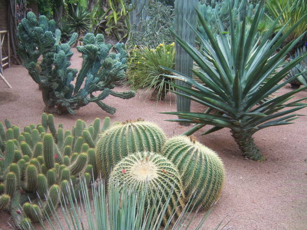 istock Cacti in a colorful garden 1294956696