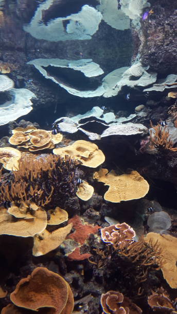 istock Sea anemones 1294956956