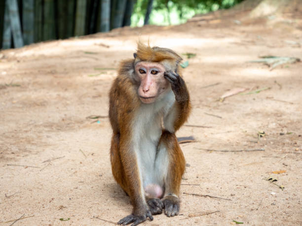 istock Funny portrait of clever monkey rubbing her forehead 1294956959