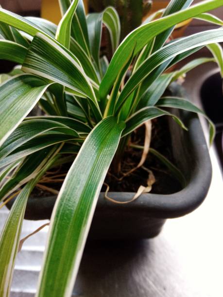 istock A little green at home 1294957785