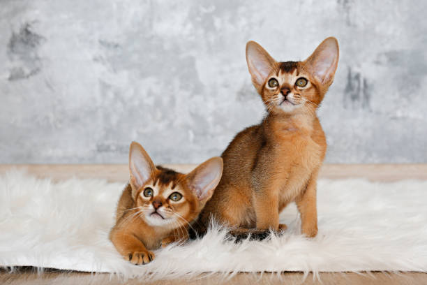 istock Little red kitty at home. 1294957822