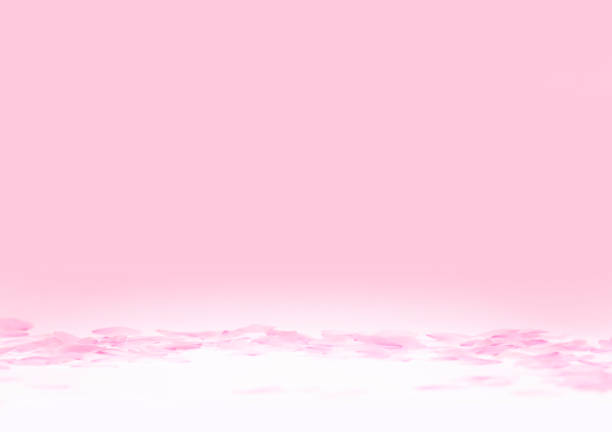 White background and cherry blossom petals