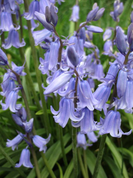 istock Bright Sweet Bluebell Flowers Close Up 2020 1294959800