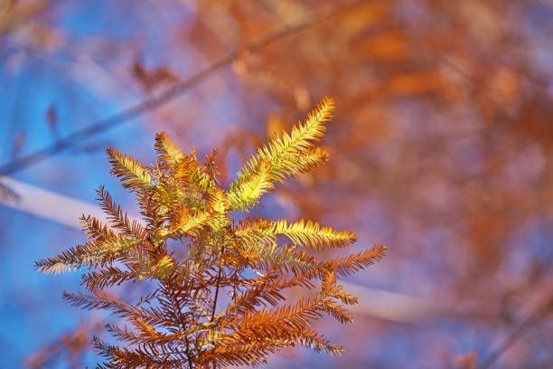 istock Taxodium distichum 1294962093