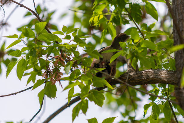 Jay asshole among branches Jay asshole among branches on a tree close-up asshole stock pictures, royalty-free photos & images