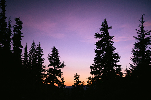 Silhouetted Trees In The Backcountry at Sunset With Purple Sky