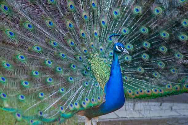 istock A peacock at the zoo 1294964773