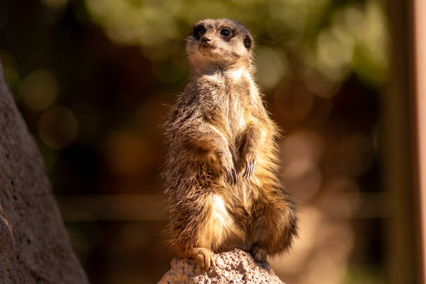 istock Portrait of a meerkat 1294964811
