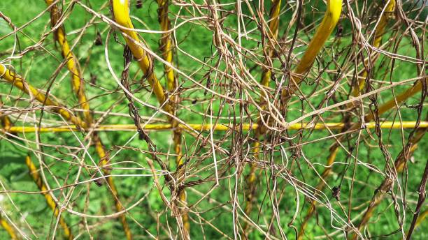 istock Small dry twig on the fence 1294967255