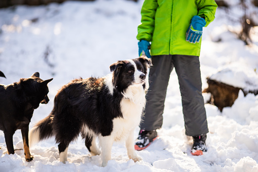 Two dogs out playing in the snow with a young boy (face obscured)
