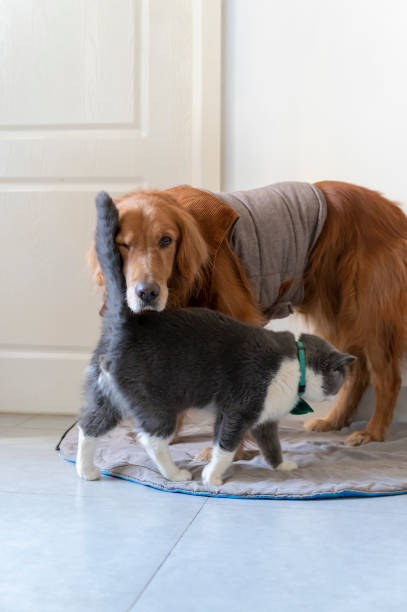 istock Golden Retriever and British Shorthair 1294968867