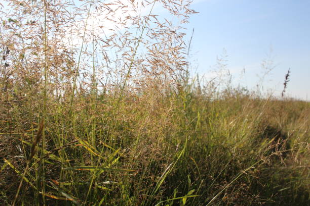 istock fluffy grass blooms in summer in the sky stems 1294974079