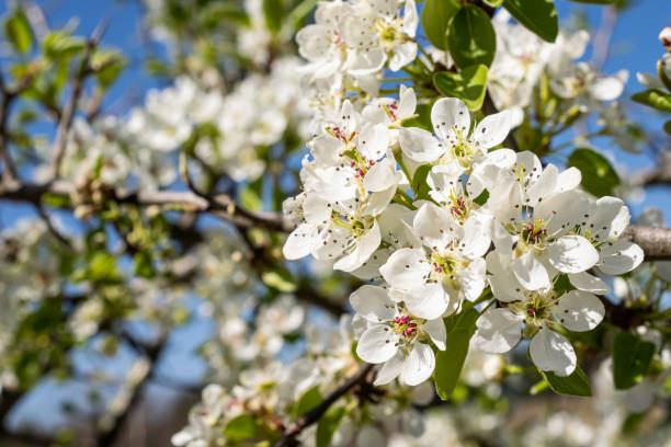 istock white apple blossoms with visible details against the blue sky background 1294976129