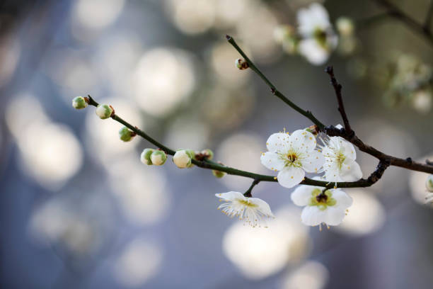 istock Japanese apricot flower 1294976704