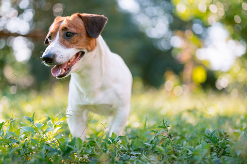 Pets Dog Jack Russell Terrier at home standing looking for his friend