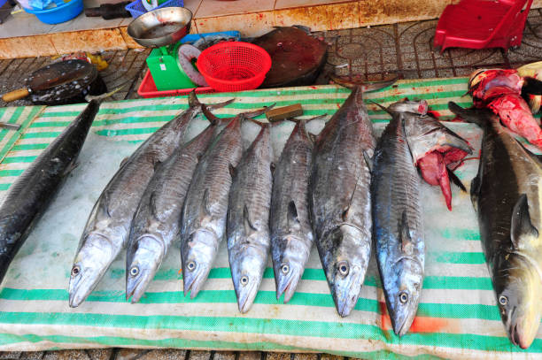 istock fresh fish caught from the sea 1294981544