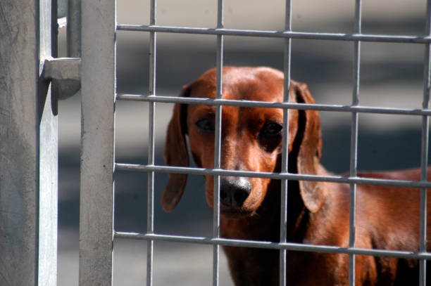 istock brown dachshund looks behind a fence 1294981555