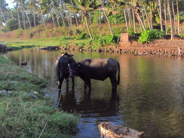 istock water buffalo at a river in asia 1294981606