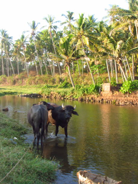 istock water buffalo at a river in asia 1294982346