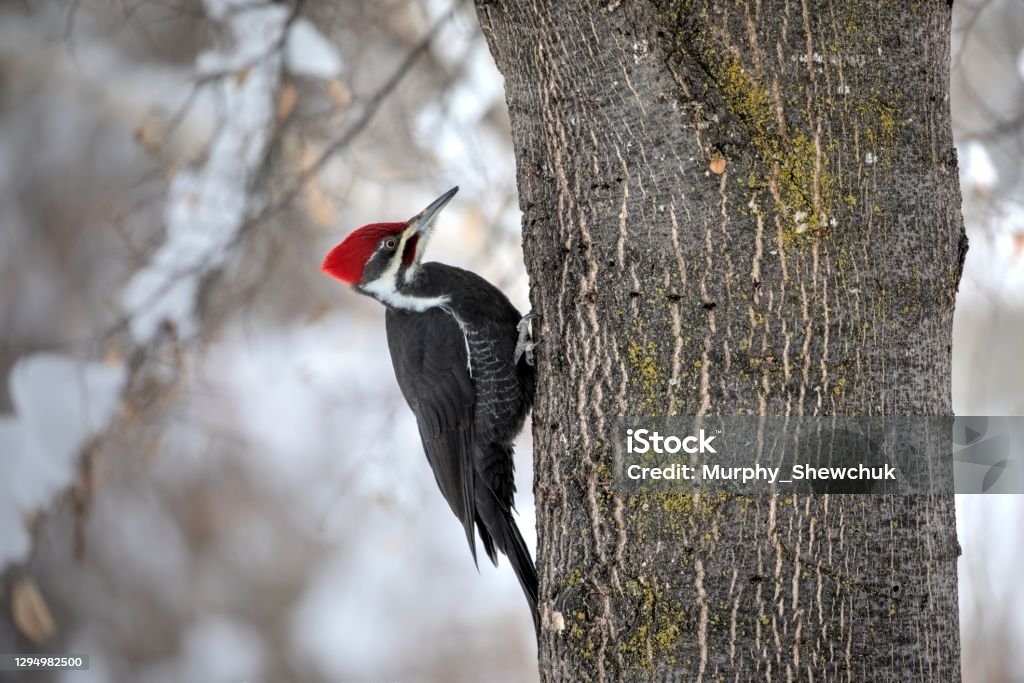Pileated Woodpecker on a tree trunk in winter. The pileated woodpecker (Dryocopus pileatus) is a large, mostly black woodpecker native to North America. Woodpecker Stock Photo