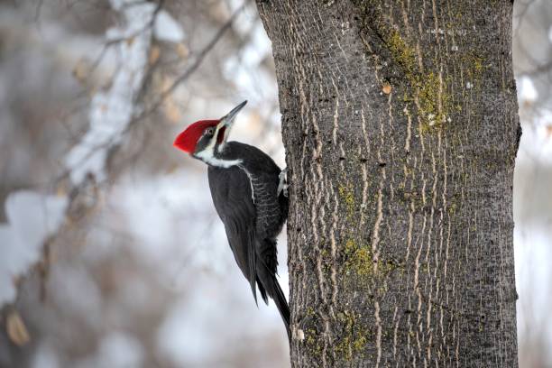 sterty dzięcioł na pniu drzewa w zimie. - pileated woodpecker animal beak bird zdjęcia i obrazy z banku zdjęć